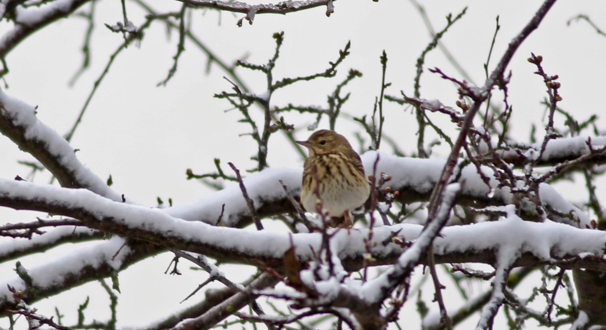 Meadow Pipit